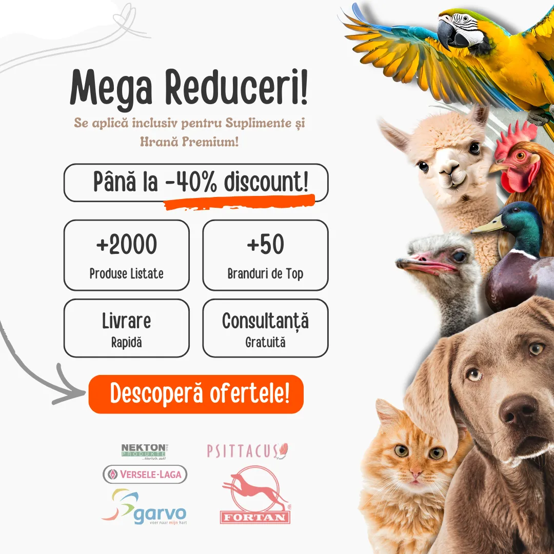 Zazoo Pet Shop - Graphic Design 1