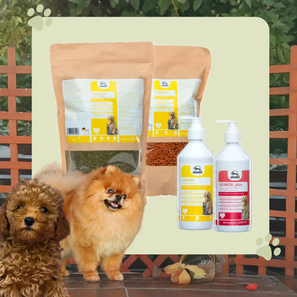 Zazoo Pet Shop - Graphic Design 3